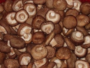 fresh pleurotus eryngii mushroom